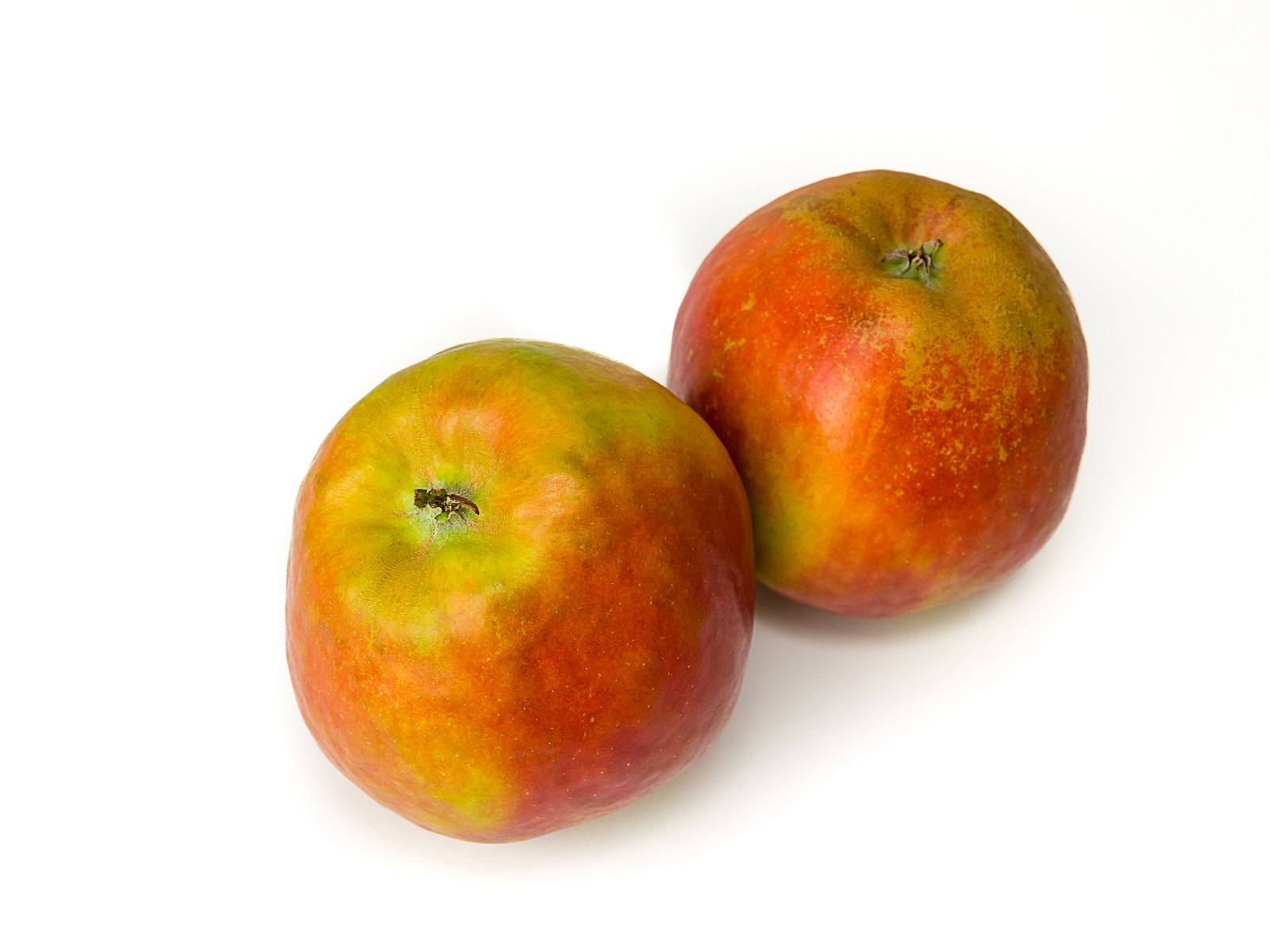 l_apfel cox2 Regionales Obst - Cox Orange - Hofladen Altkö